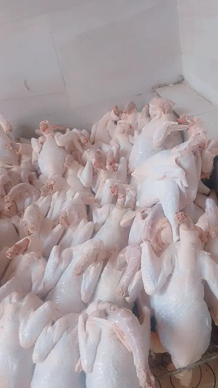 مرغ محلی|حیوانات مزرعه|هندیجان, |دیوار