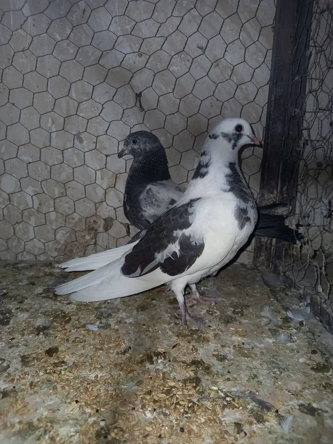 جوجه کفتر عالی|پرنده|ری, جوانمرد قصاب|دیوار