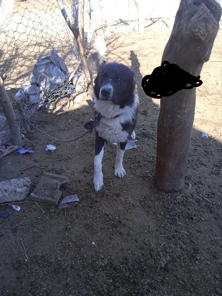 باد|سگ|لردگان, |دیوار