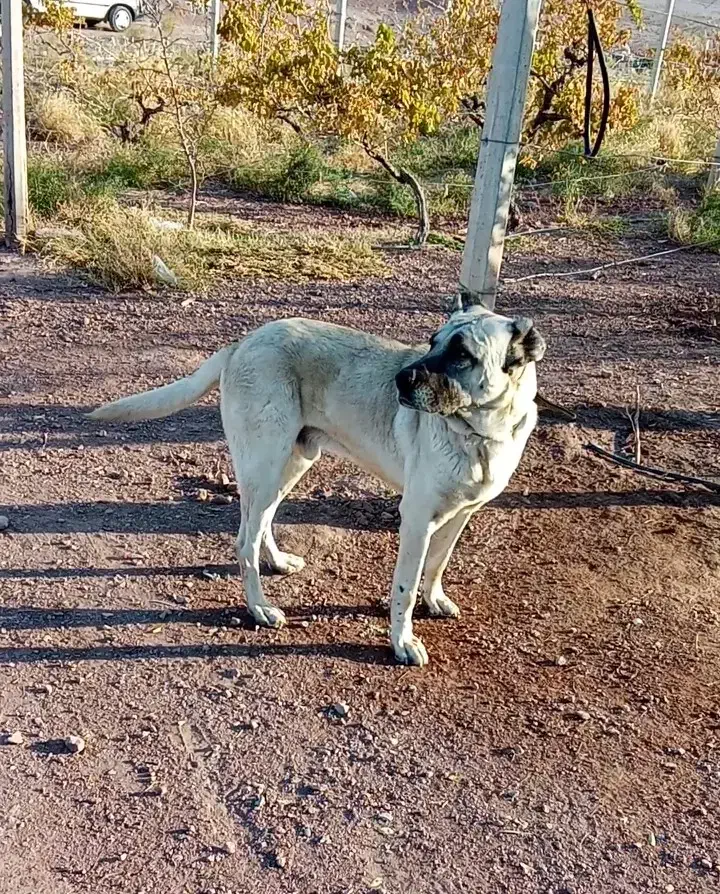 گمشده سرابی|حیوانات|جلفا, |دیوار