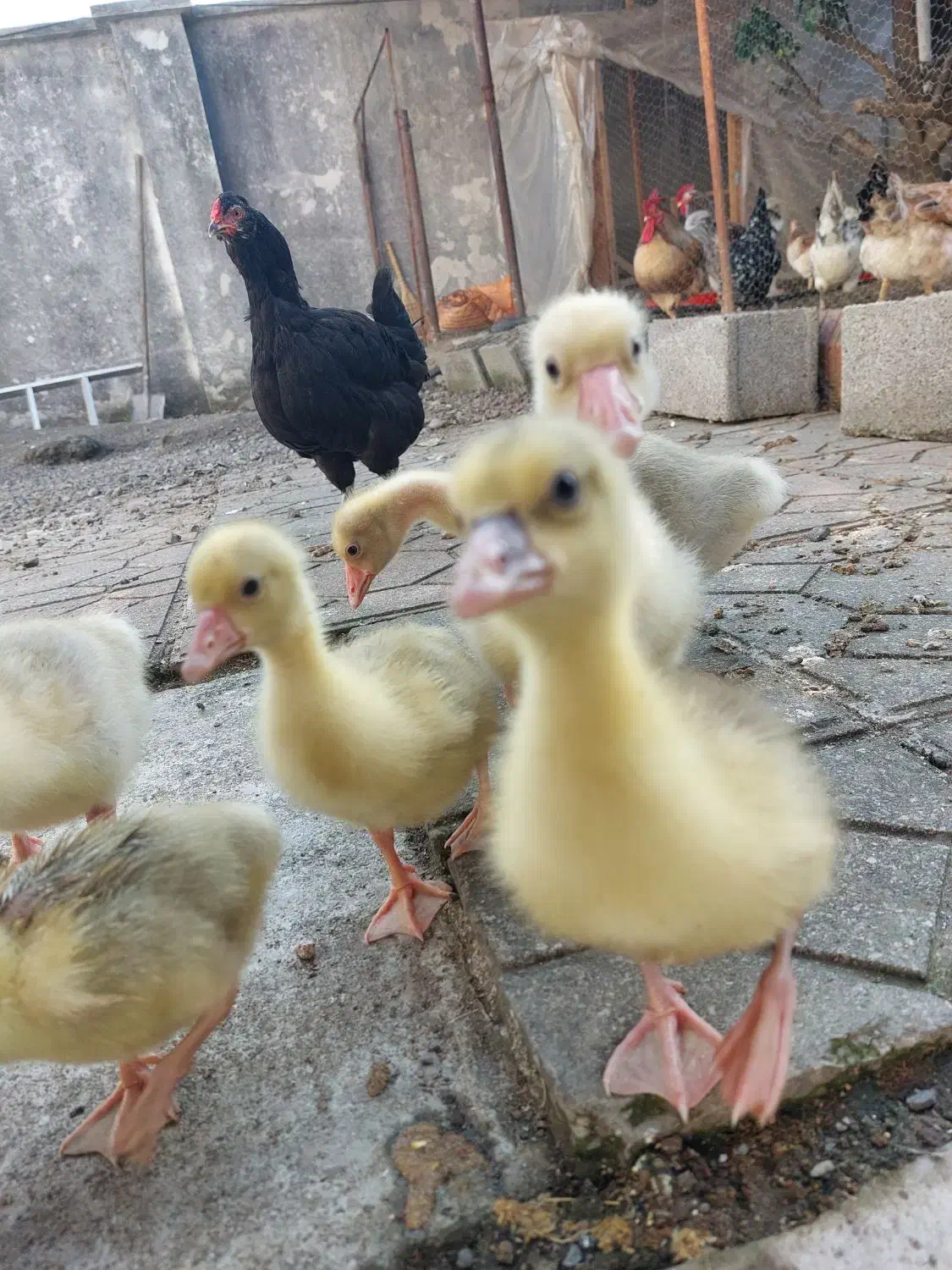 جوجه غاز|حیوانات مزرعه|چابکسر, |دیوار