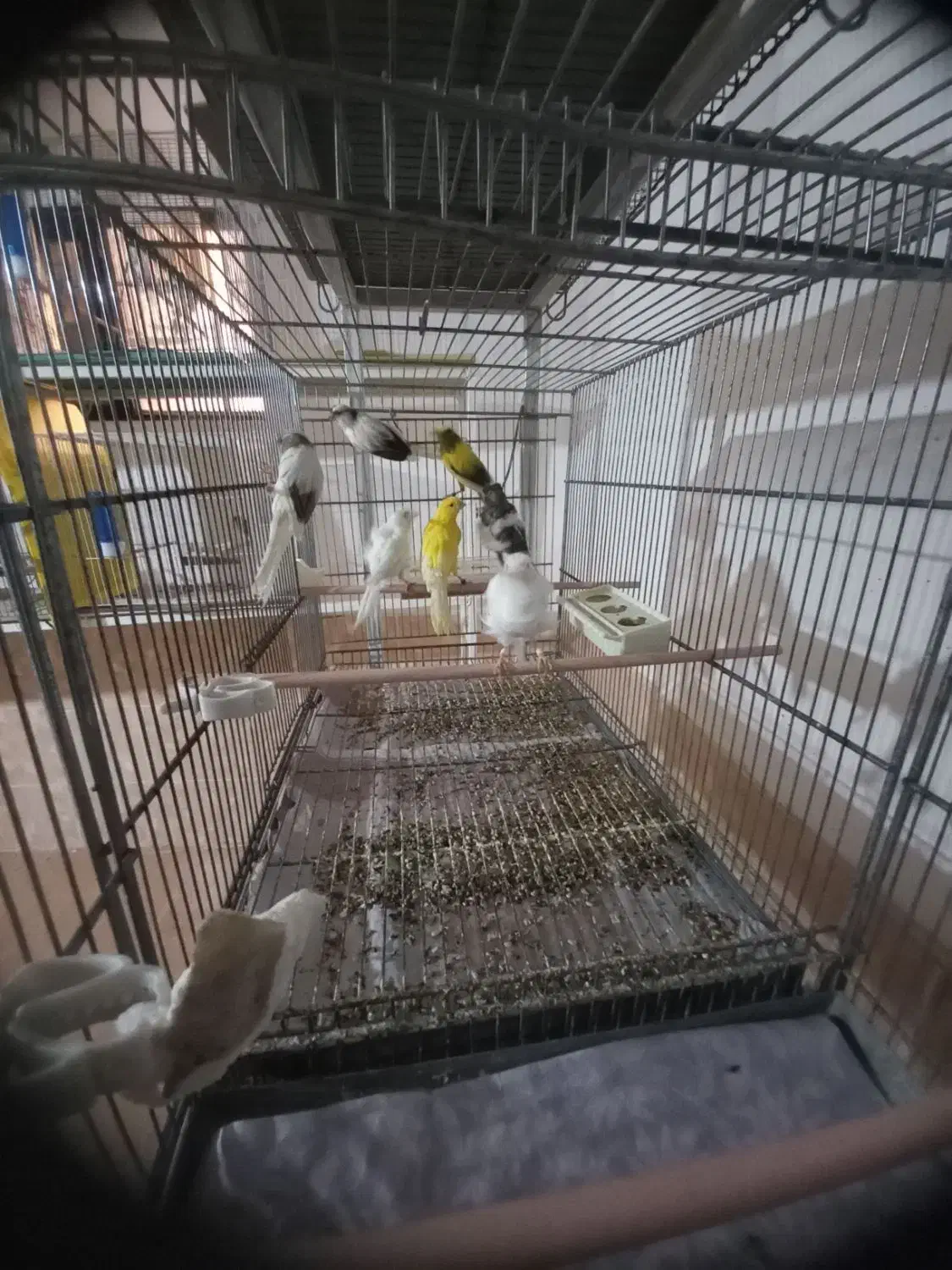 ماده قناری آماده جفت|پرنده|رفسنجان, |دیوار