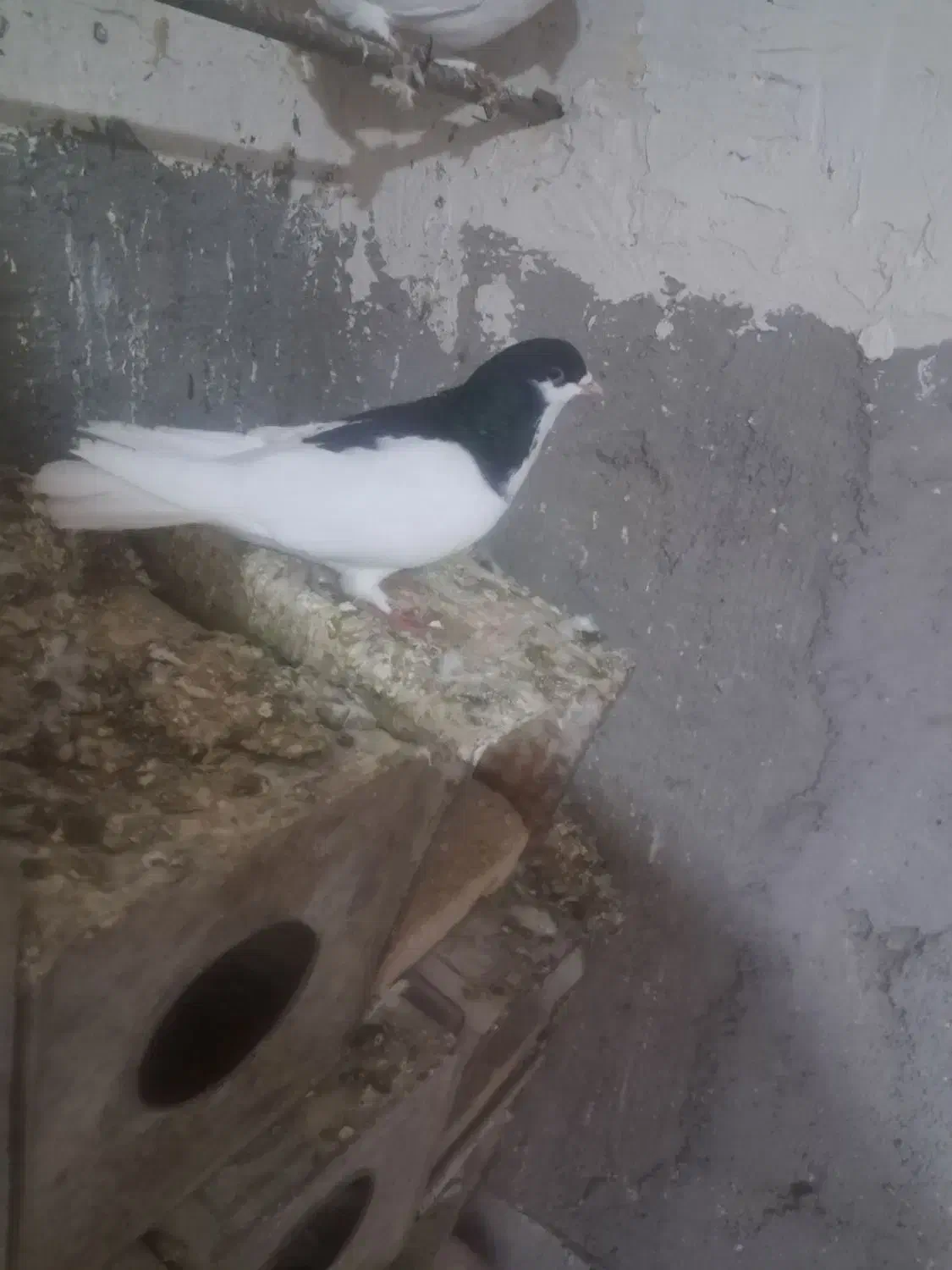 گفت|پرنده|بوئین زهرا, |دیوار