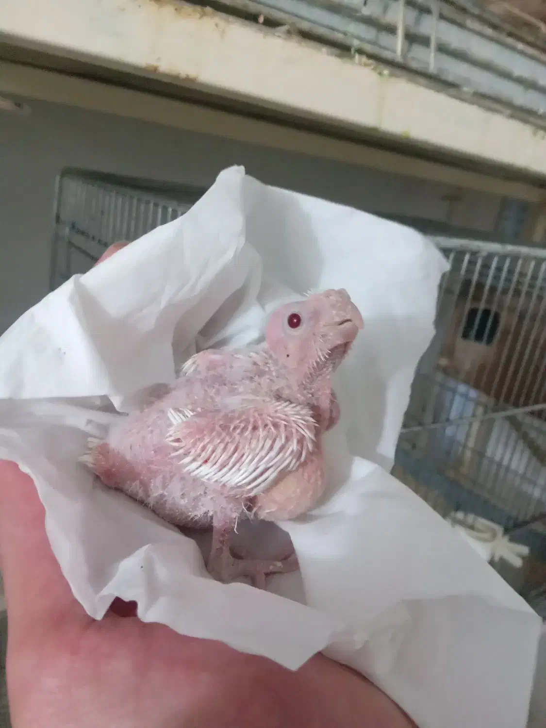 جوجه عروس هلندی  (آلبینو )|پرنده|اصفهان, سرچشمه|دیوار