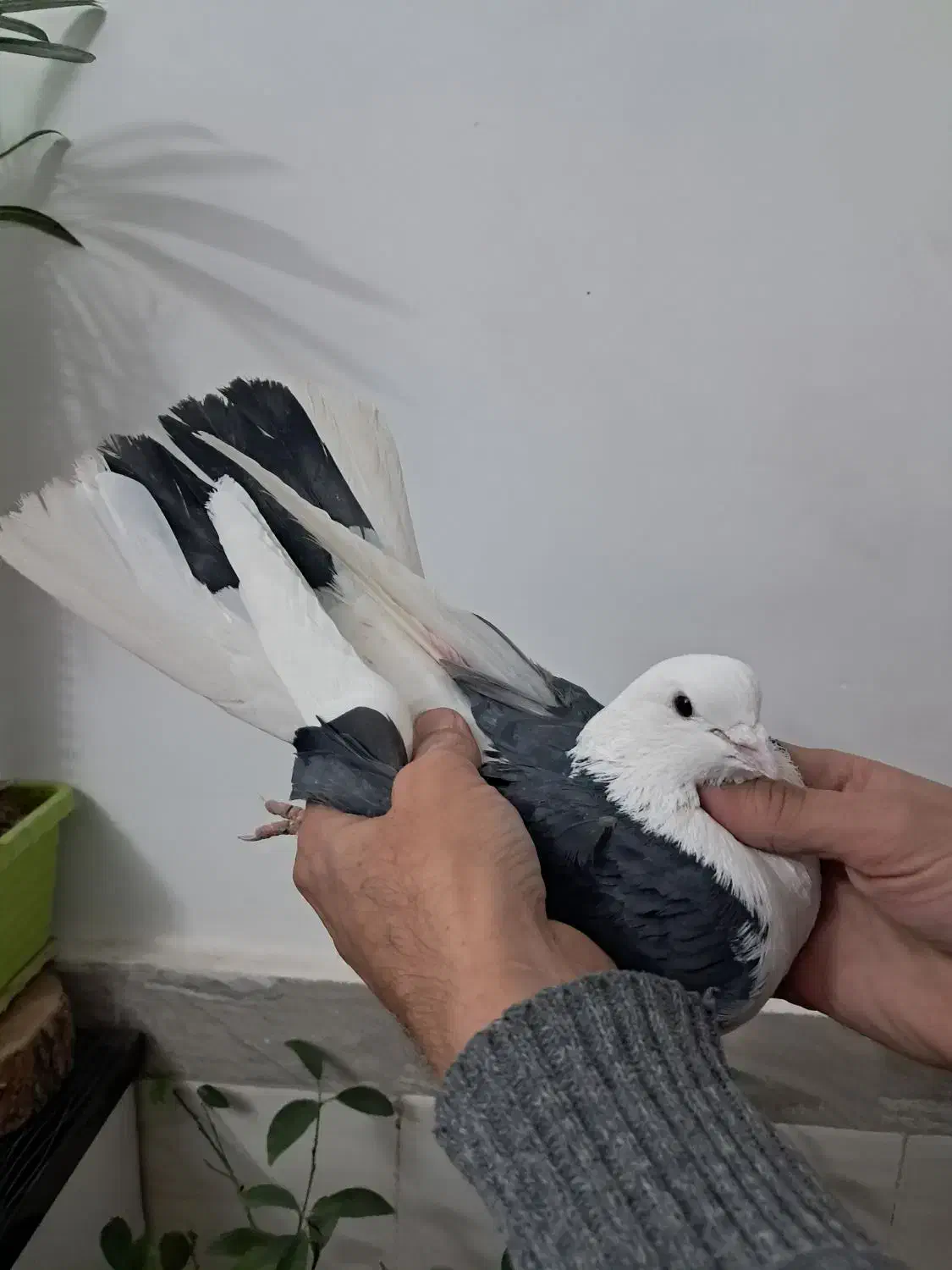 کبوتر شازده|پرنده|هشتگرد, گلسار|دیوار