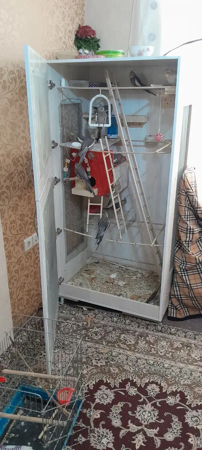 عروس هلندی رام|پرنده|معصومیه, |دیوار