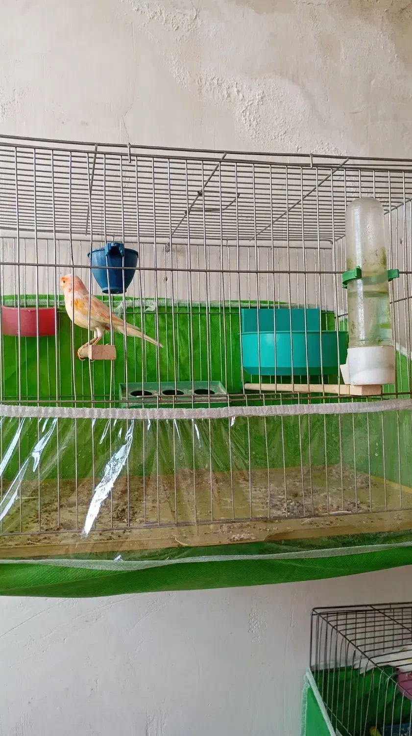 موزاییکی فوق نر|پرنده|تبریز, |دیوار