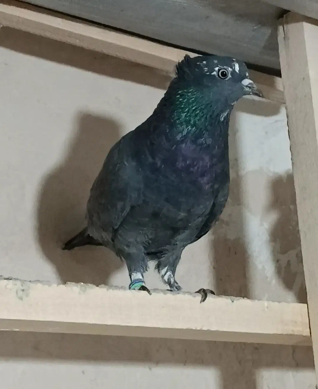 گرفتنی|پرنده|کشاورز, |دیوار