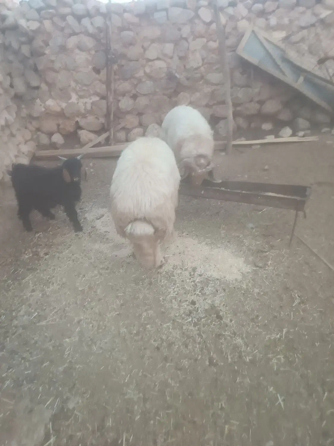 قوچ|حیوانات مزرعه|آبدانان, |دیوار