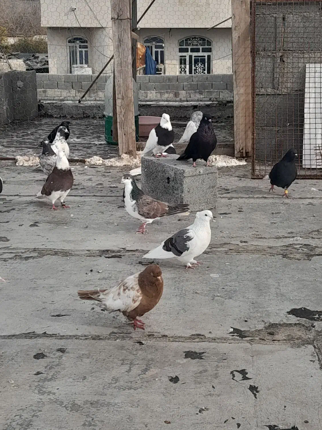 شهری|پرنده|جم, |دیوار