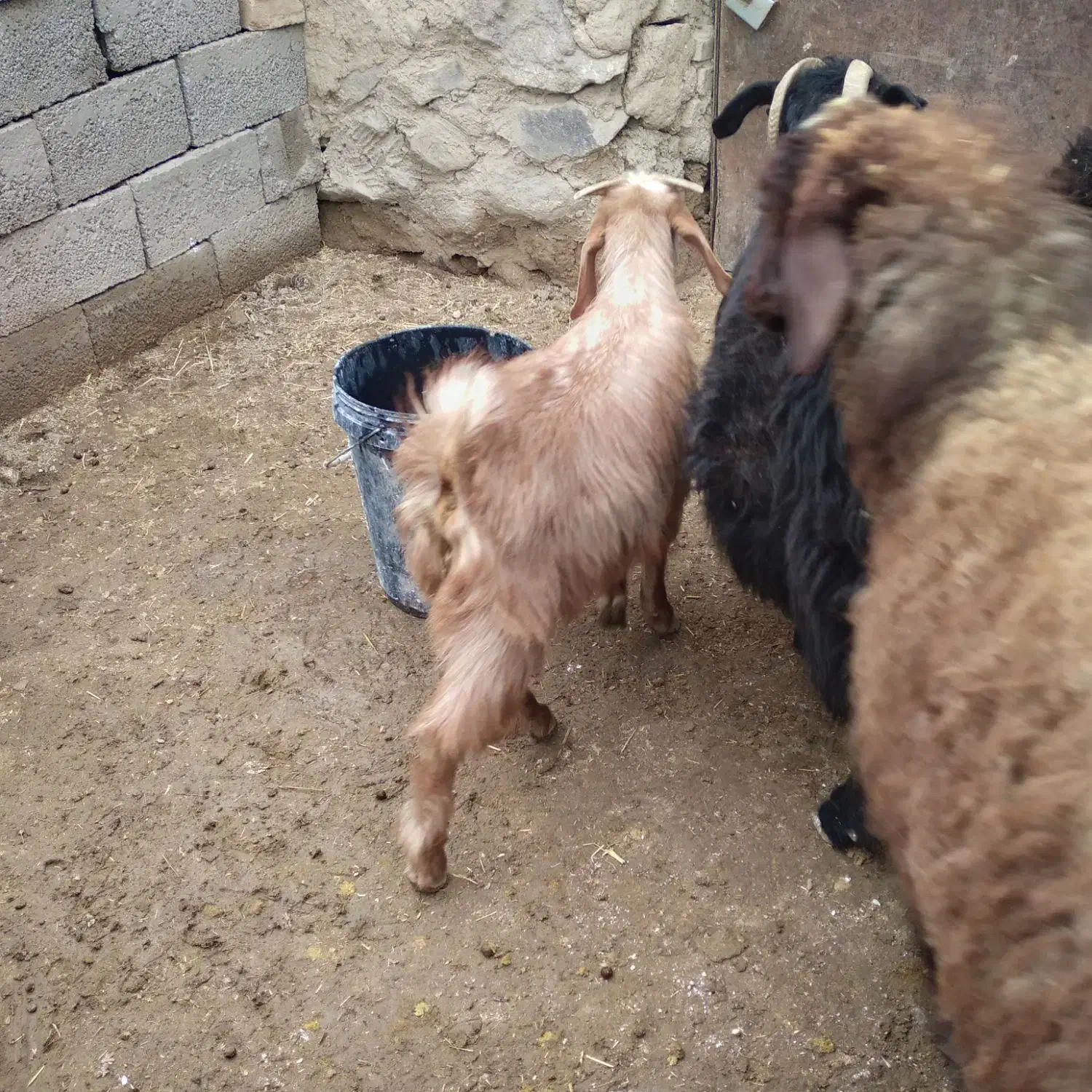 بزقالهنروماده|حیوانات مزرعه|قروه, |دیوار