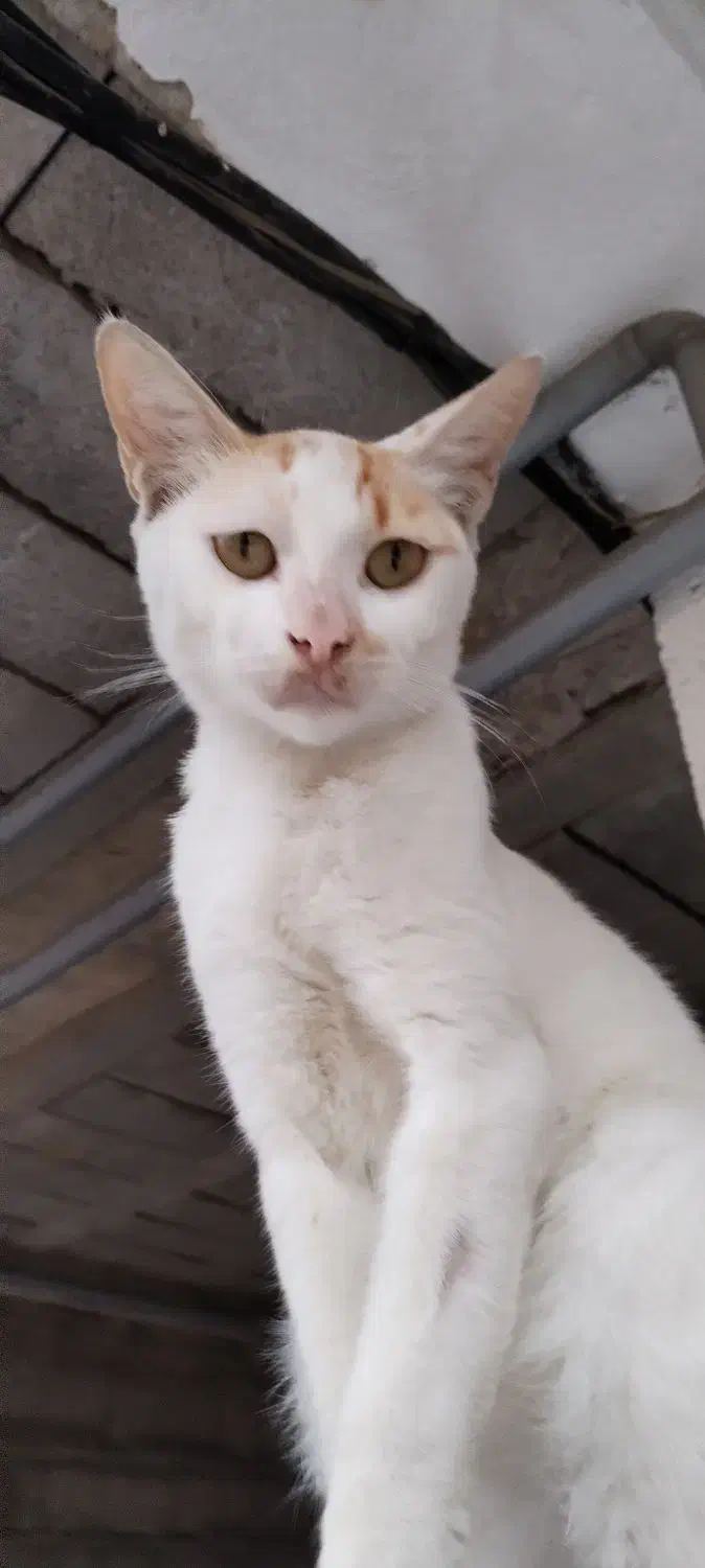 واگذاری گربه|گربه|قائم‌شهر, |دیوار