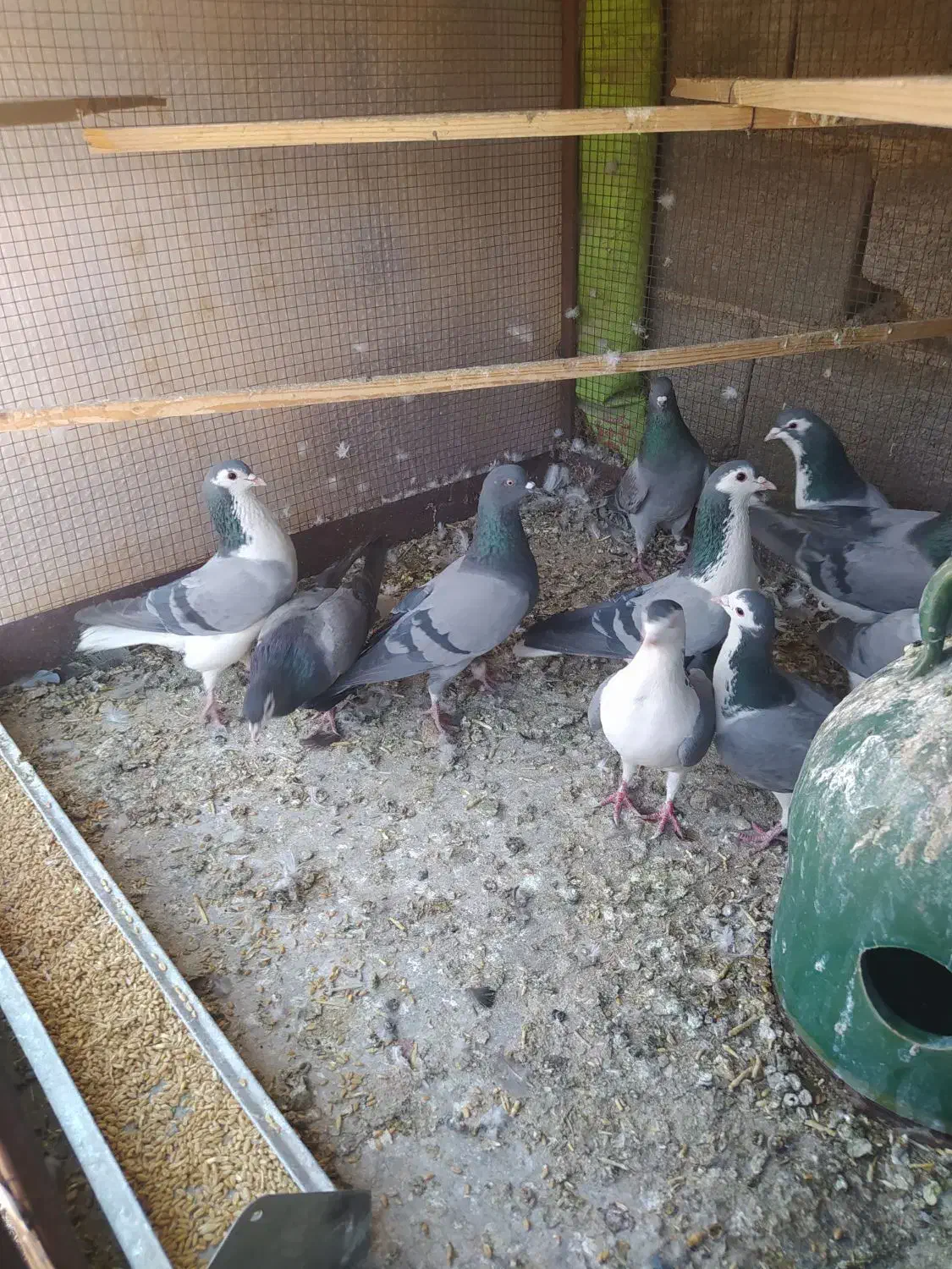 کبوتر|پرنده|مبارکه, |دیوار