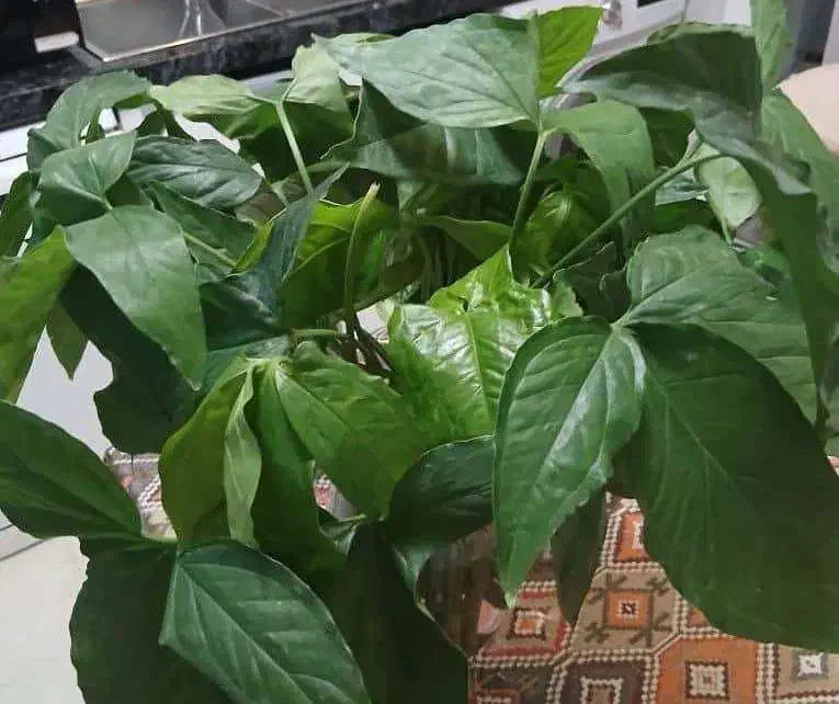 پتوس|گل و گیاه طبیعی|تهران, شهرآرا|دیوار