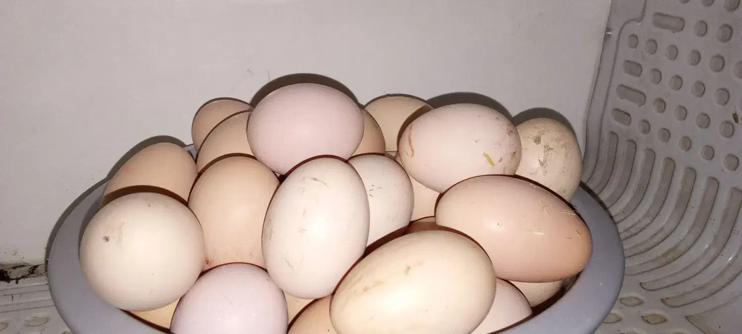 تخم مرغ|حیوانات مزرعه|راز وجرگلان, |دیوار