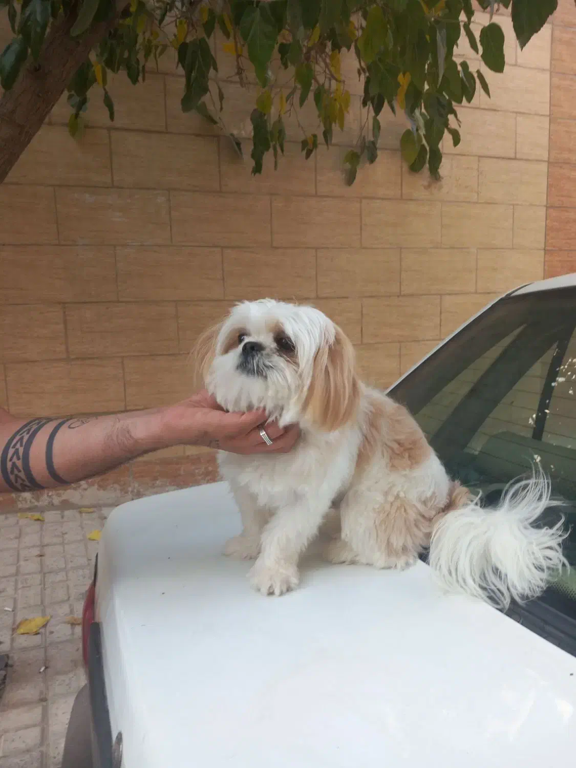 سگ شیتزو فلت اصیل|سگ|مشهد, نوده|دیوار