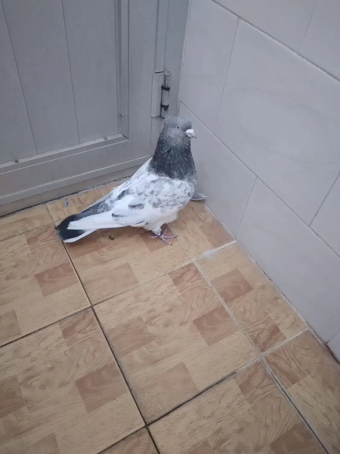 ۵۵۰۰|پرنده|مبارکه, |دیوار