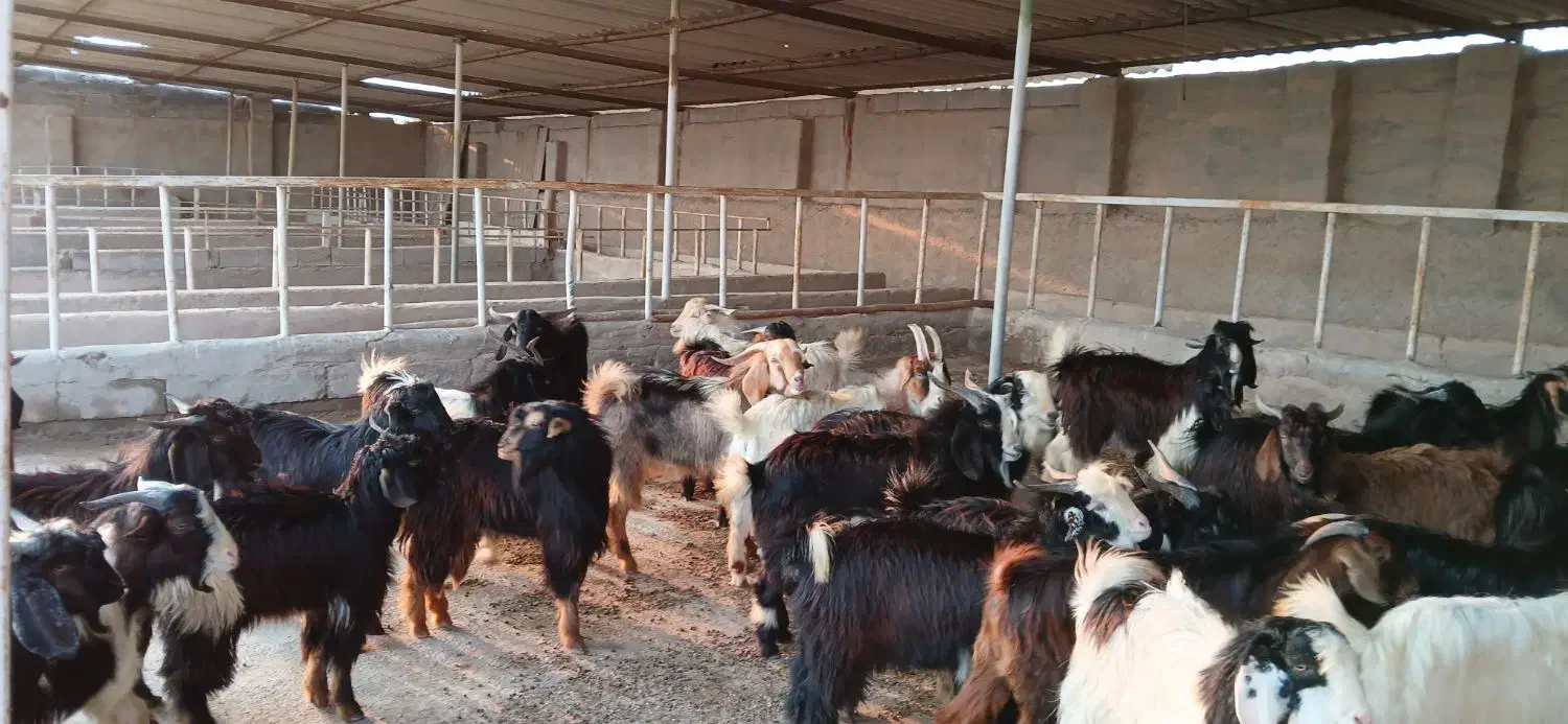 کهره|حیوانات مزرعه|دلوار, |دیوار