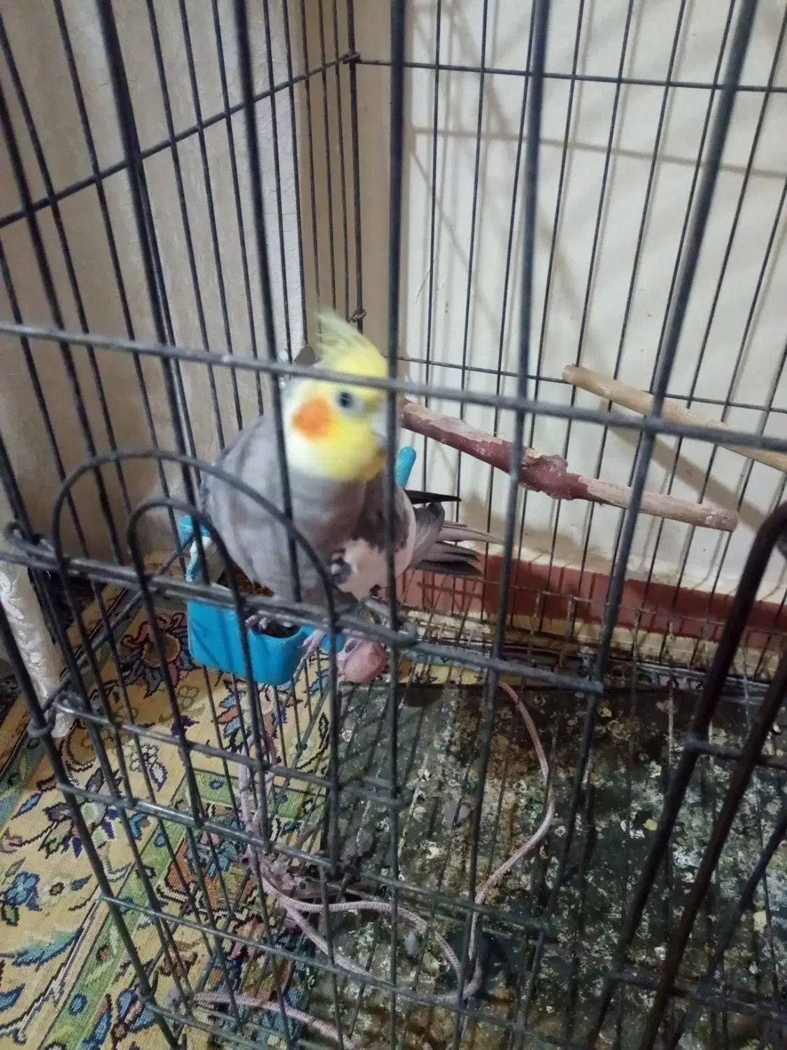 فروش عروس هلندی|پرنده|اهواز, معین زاده|دیوار