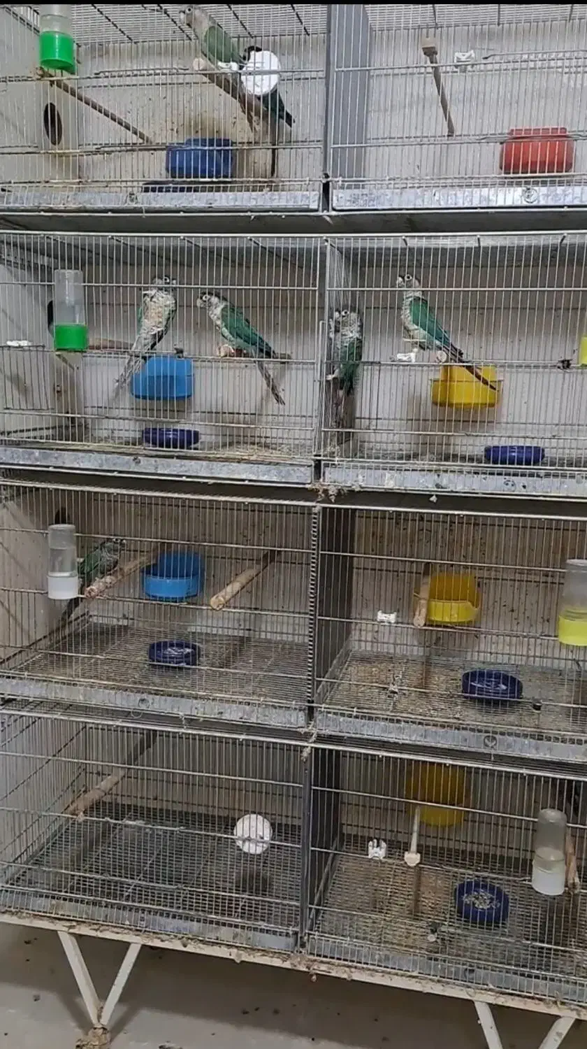 گیرنچیک مولد گرین چیک فروش کلی|پرنده|کرج, شاهینویلا|دیوار