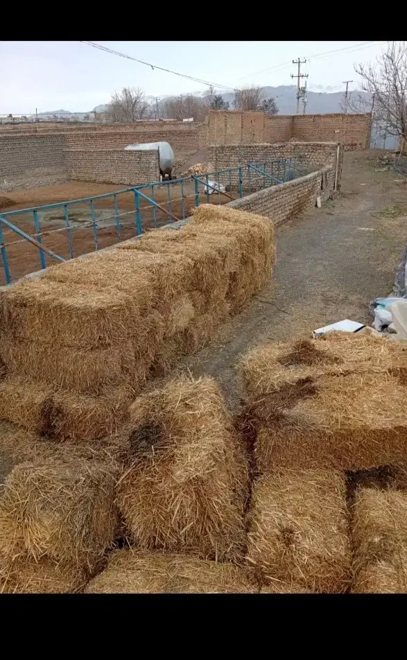 پرس|لوازم جانبی حیوانات|فیروزه, |دیوار