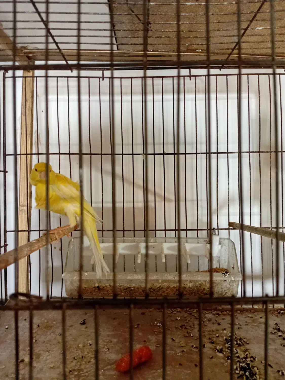 قناری نر تازه از لک دراومده ریزه میزنه|پرنده|اردبیل, |دیوار