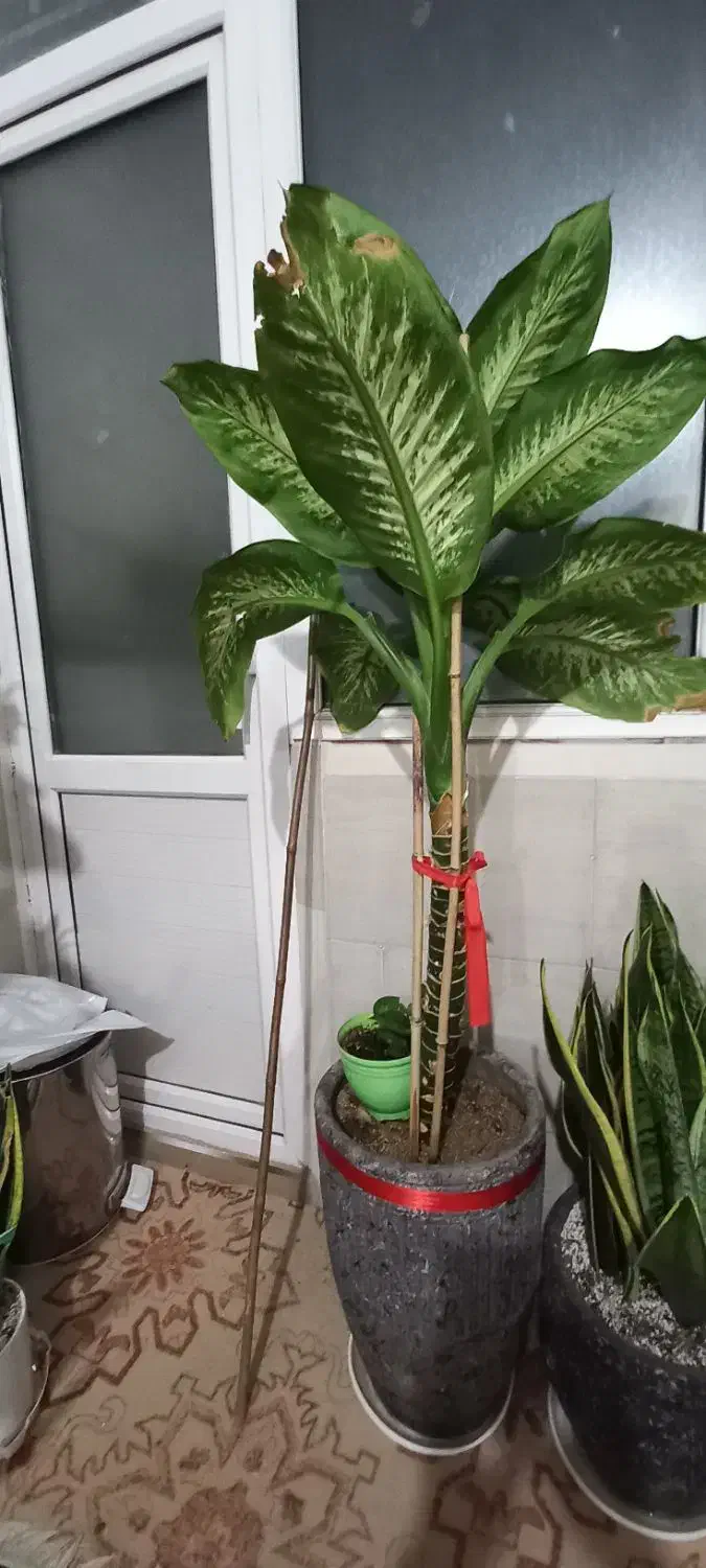 دیفن باخیا  قد بلند وسرحال|گل و گیاه طبیعی|مشهد, نظام دوست|دیوار