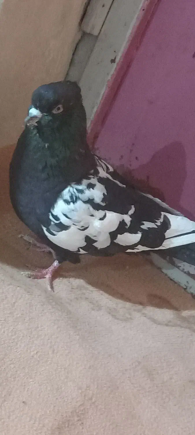 فک کنم نر است کاکلی و پرشی|پرنده|شیروان (خراسان), |دیوار