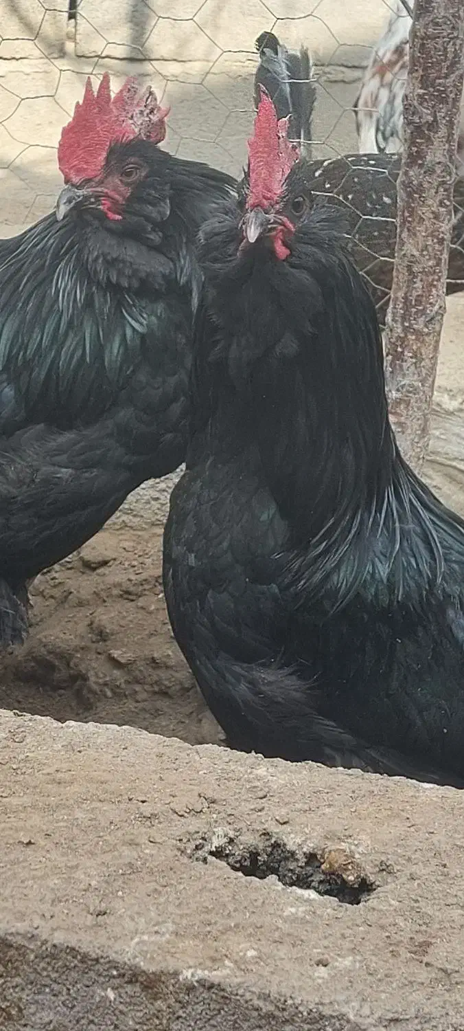 تخم نطفه دار مرندی اصل|حیوانات مزرعه|همدان, |دیوار