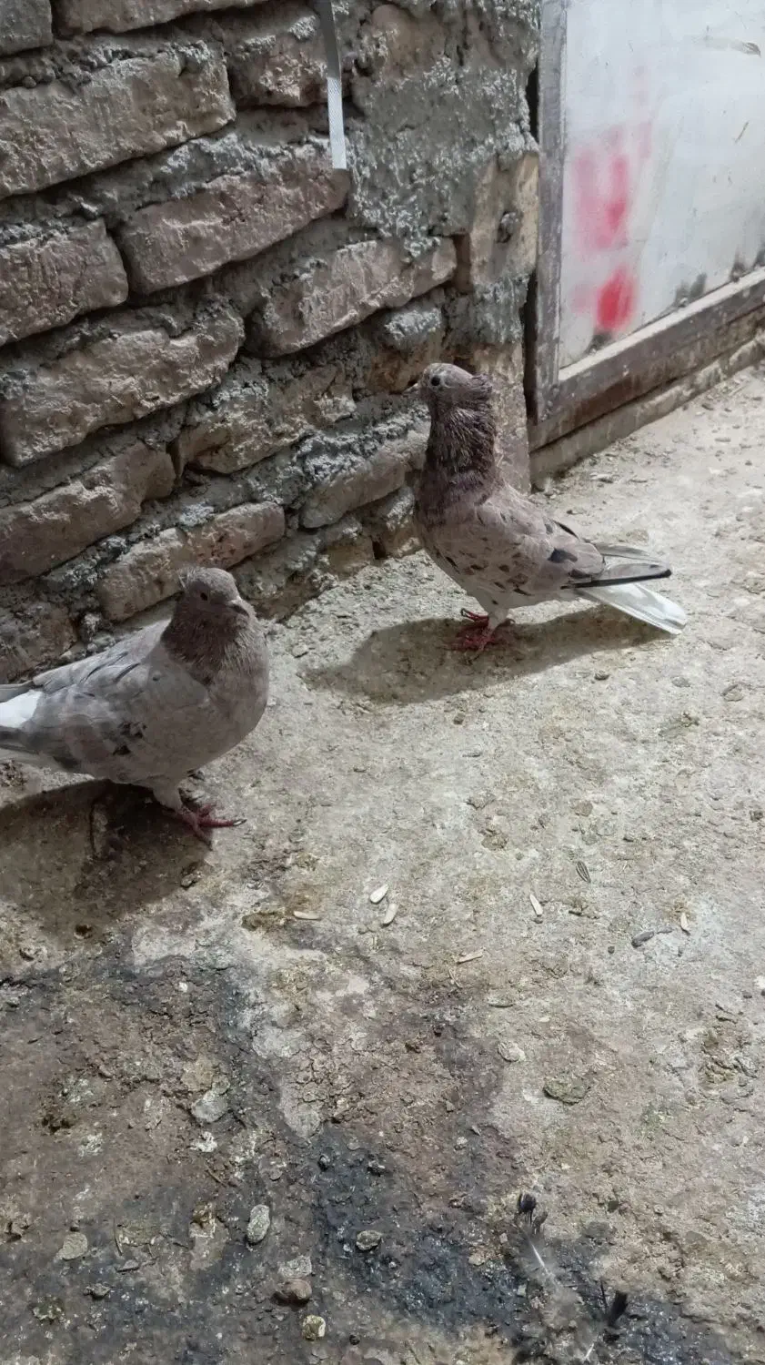 کفتر دم سفید|پرنده|نیشابور, مازول|دیوار