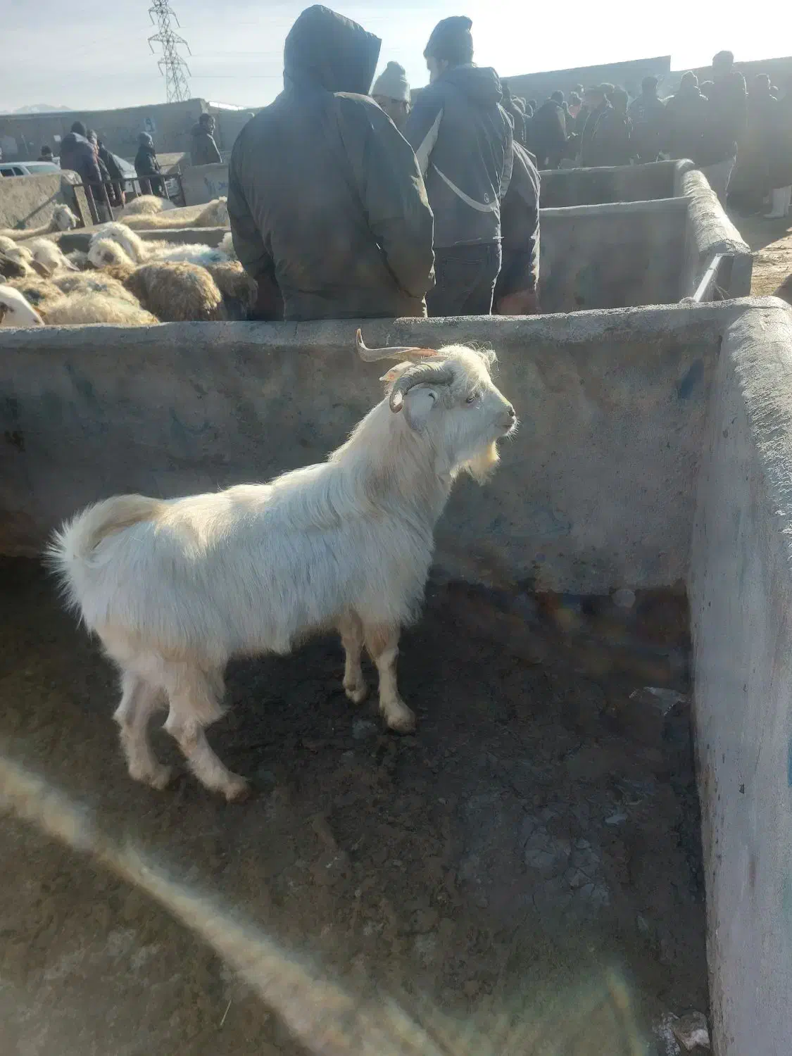 بز نر سانن|حیوانات مزرعه|شیروان (خراسان), |دیوار