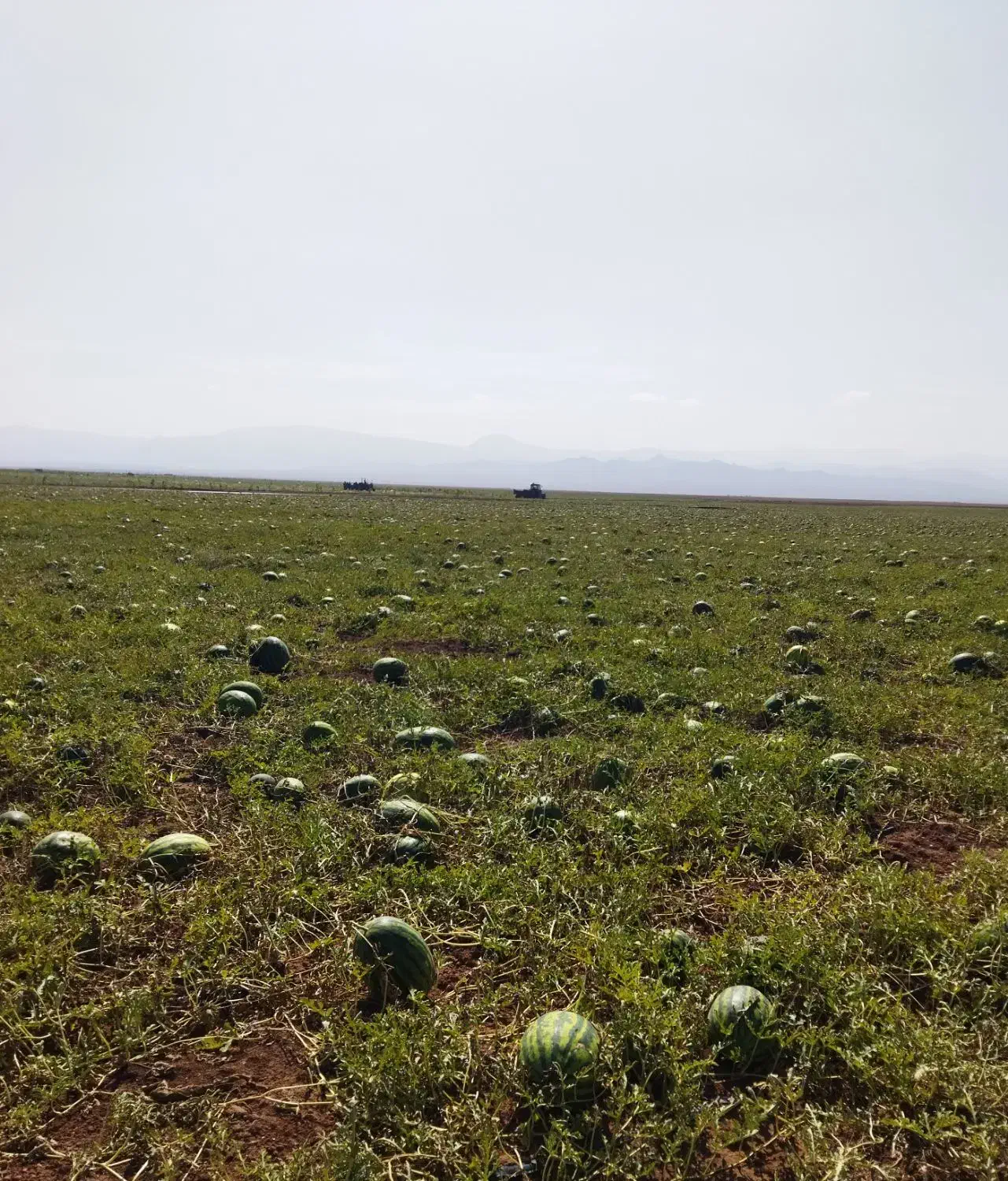 هندوانه|خوردنی و آشامیدنی|میان جلگه, |دیوار