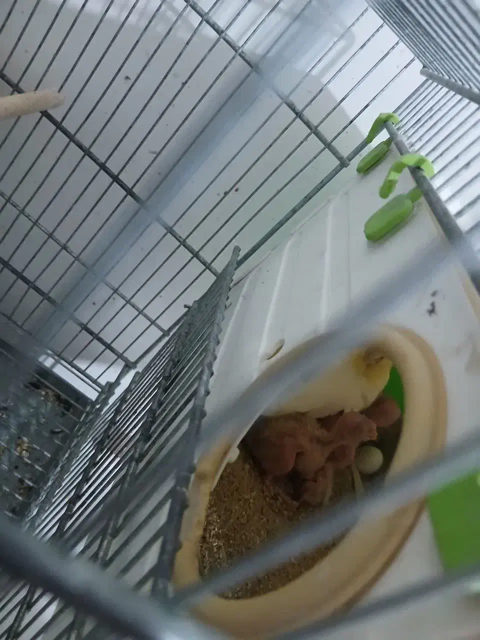 پرنده عروس هلندی|پرنده|دلیجان, |دیوار