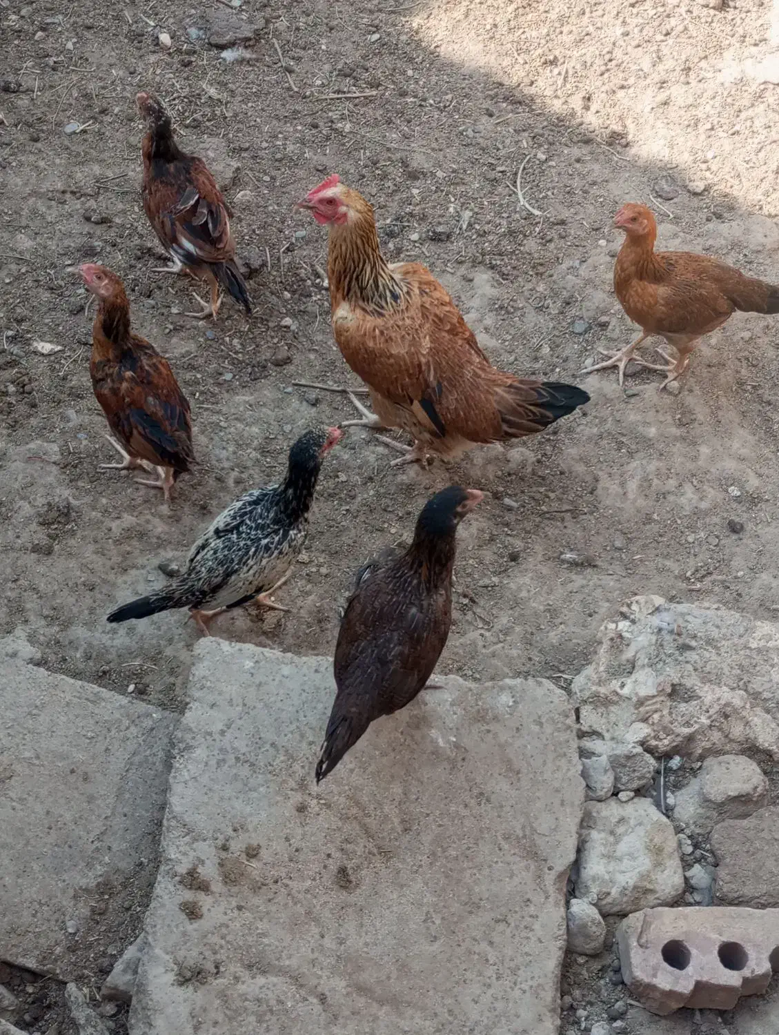 پنج عدد جوجه محلی|حیوانات مزرعه|خمک, |دیوار