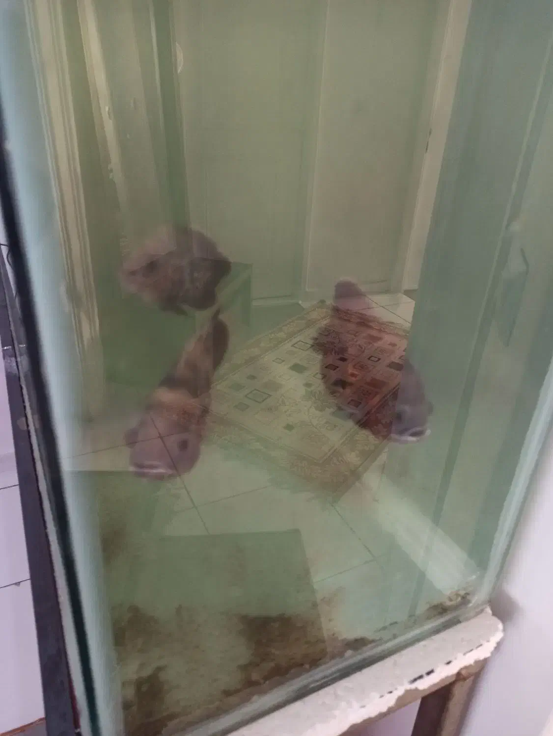 ماهی|ماهی|مشهد, توس (بلوار توس)|دیوار