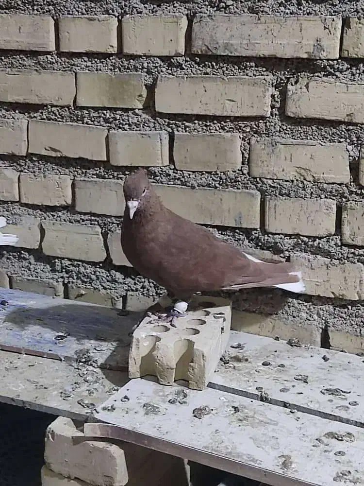 کوت عبدالله|پرنده|کارون, |دیوار