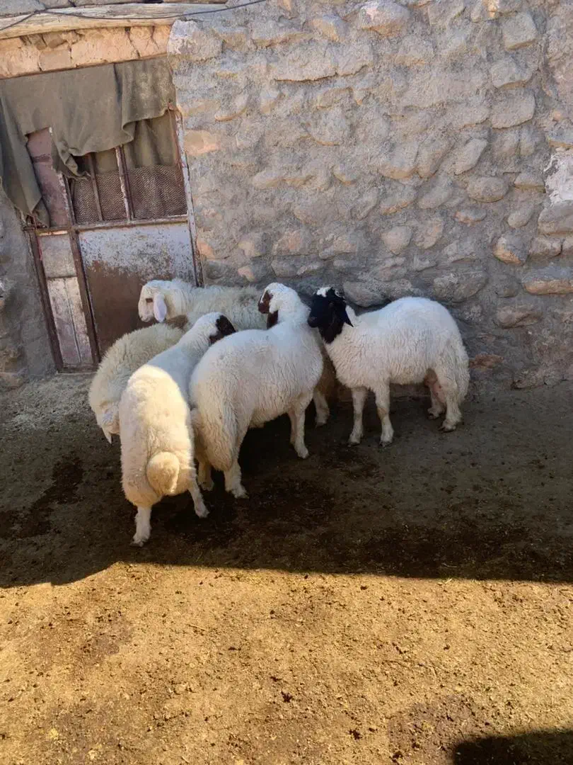 بره نر|حیوانات مزرعه|خرمآباد, |دیوار