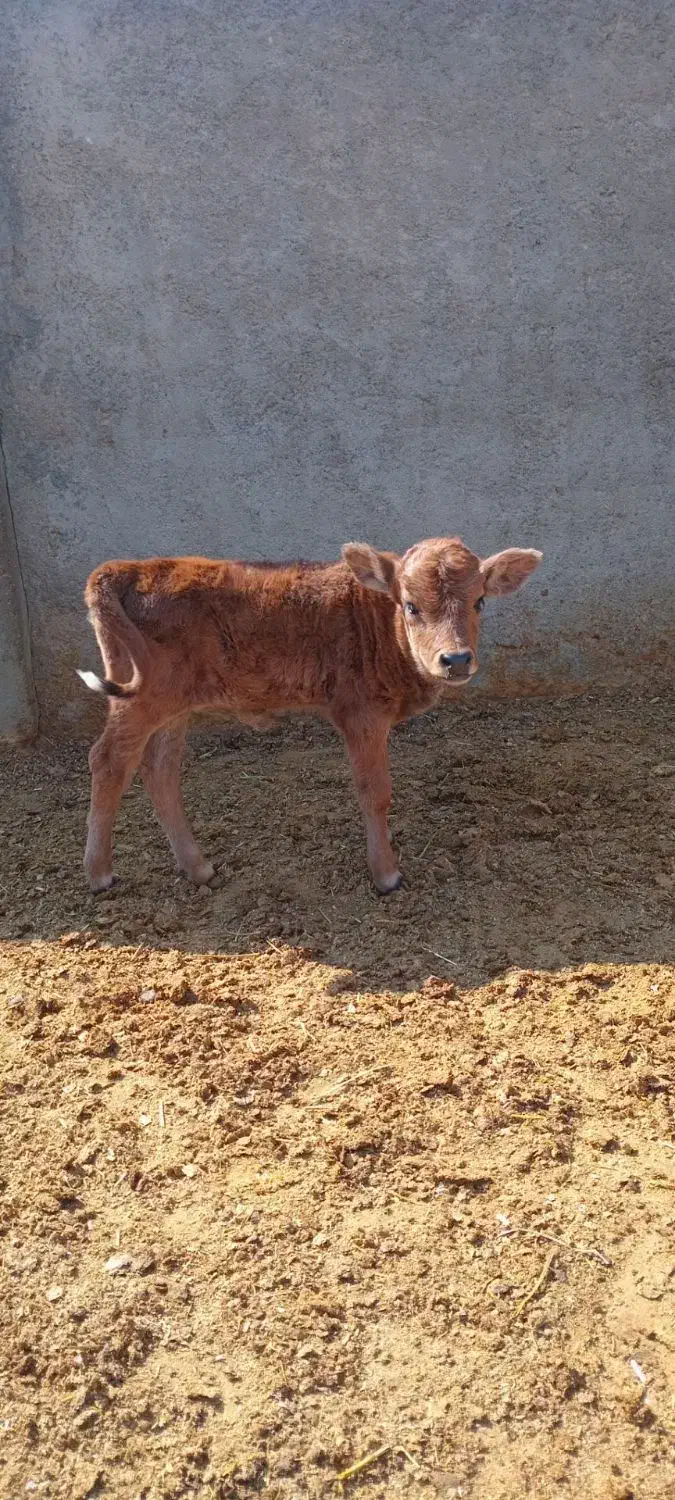 گوساله شیری|حیوانات مزرعه|کوهدشت, |دیوار
