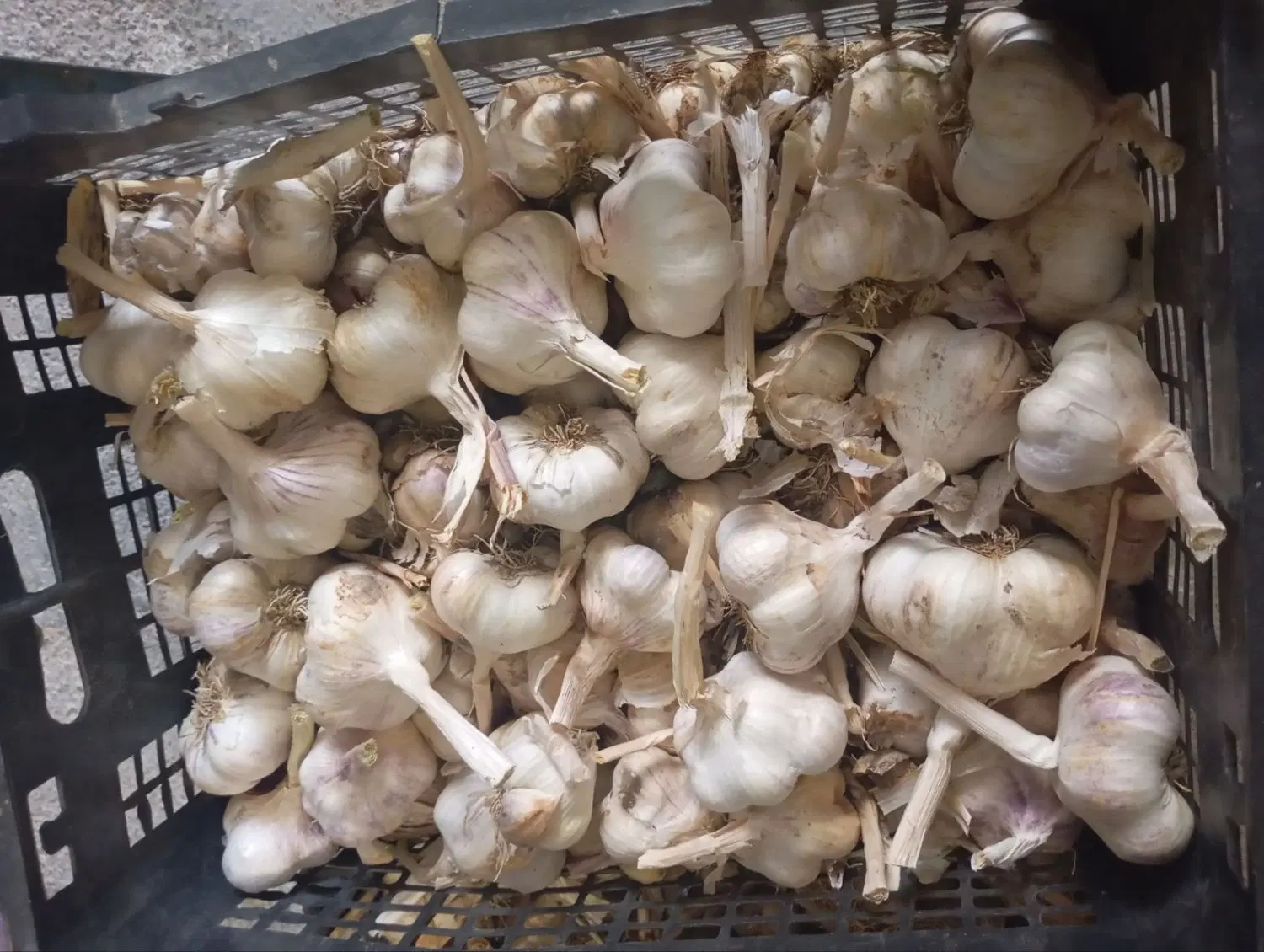 سیر|خوردنی و آشامیدنی|نورآباد, |دیوار