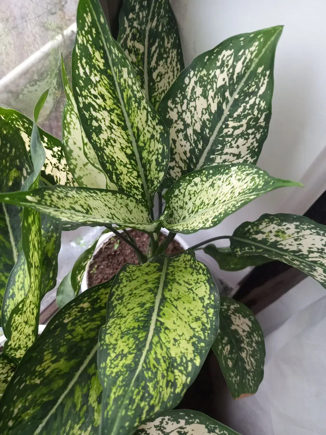 گل های زینتی|گل و گیاه طبیعی|تالش, جوکندان|دیوار