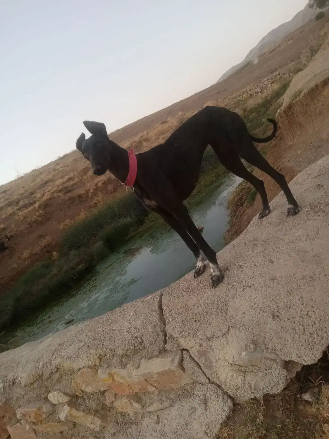 تازی گمشده|سگ|دلیجان, |دیوار