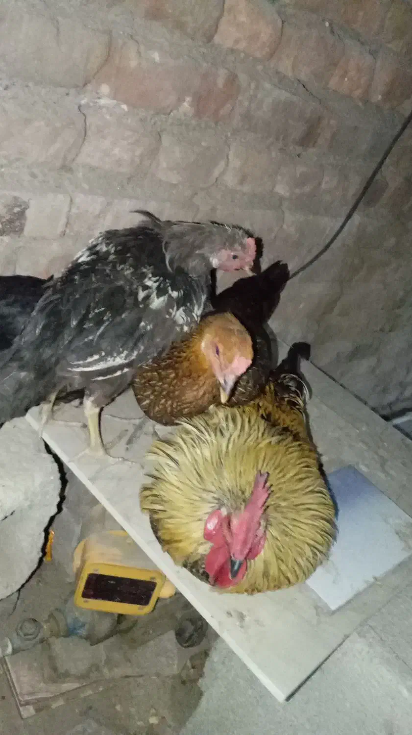 مرغ محلی|حیوانات مزرعه|ایرانشهر, |دیوار