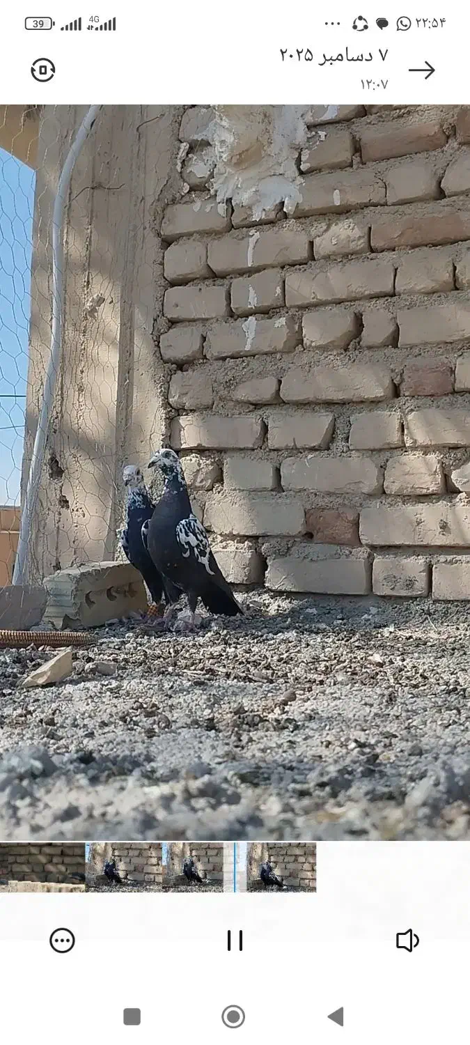 گاوک سیاه|پرنده|نوبندگان, |دیوار