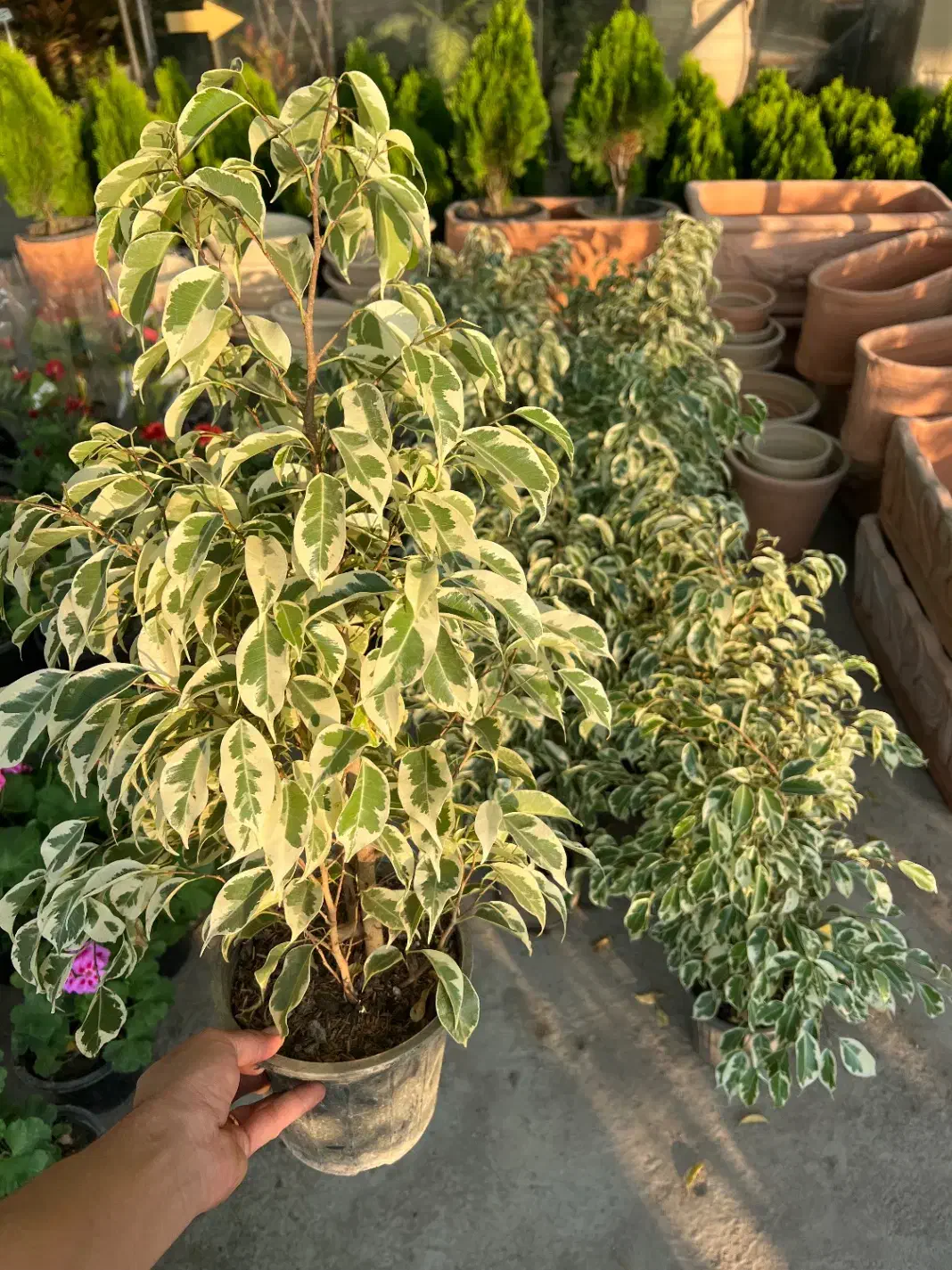 بنجامین ابلق|گل و گیاه طبیعی|رشت, بیجارپس|دیوار