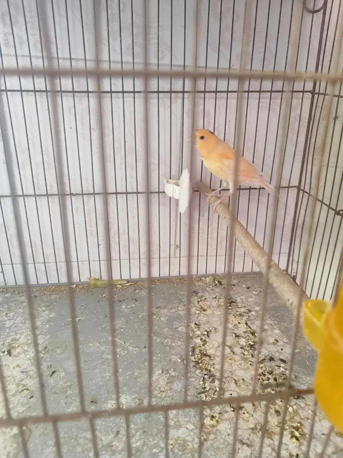 قناری نر|پرنده|سیرجان, |دیوار