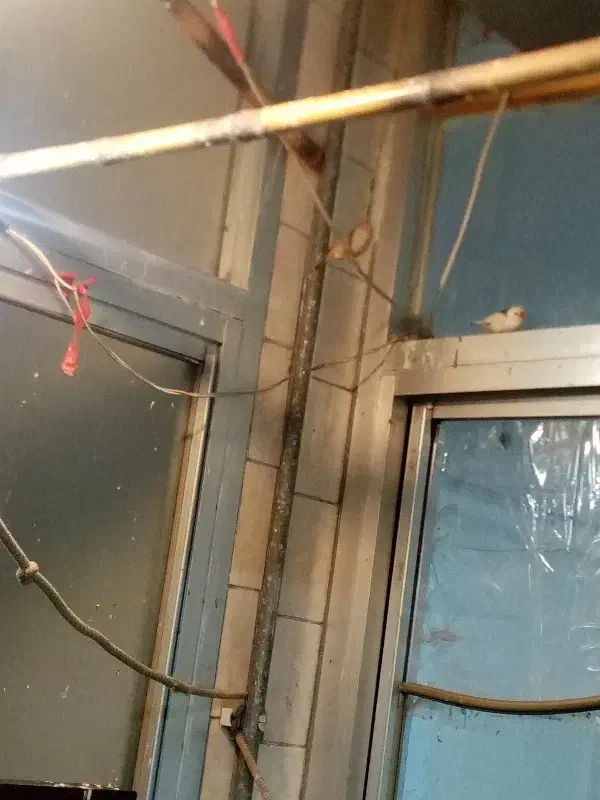 فنچ|پرنده|اراک, |دیوار