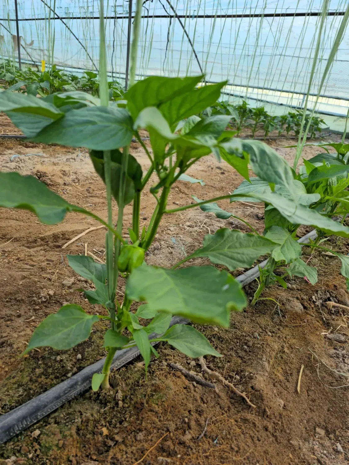 کارگر دائم برای گلخانه|استخدام صنعتی، فنی، مهندسی|جیرفت, |دیوار