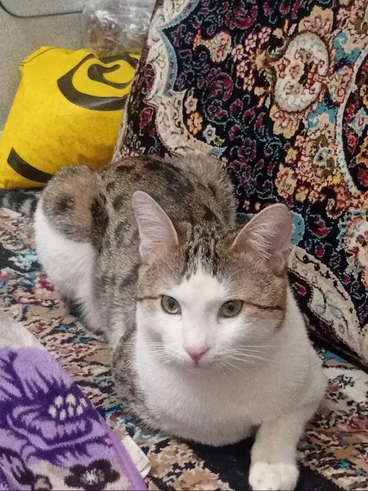 گربه DSH واگذاری|گربه|پرند, فاز ۶|دیوار