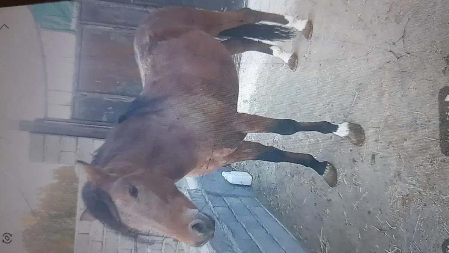 اسب نریان کورد سه ساله|اسب و تجهیزات اسبسواری|شاهین دژ, |دیوار