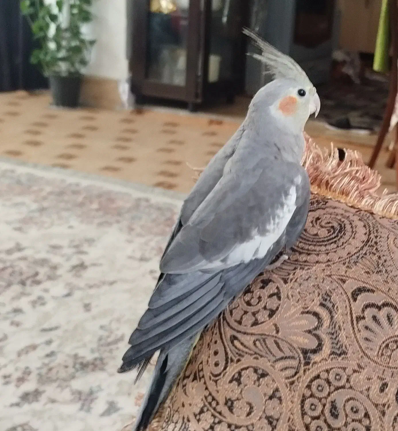 پرنده|پرنده|طرقبه, |دیوار